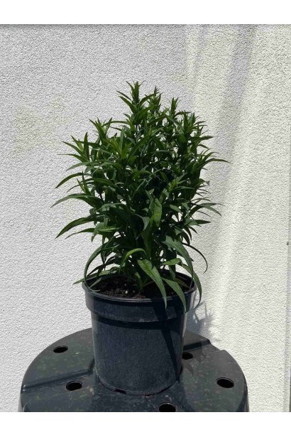 Астра кустовая Эрли Блю - 3л/вис.30-40см/Ø20-30см